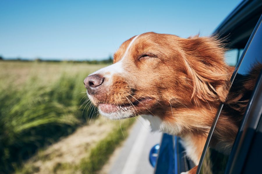 Trasporto cani in auto