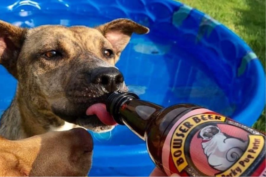 Birra per cani trend dell’estate