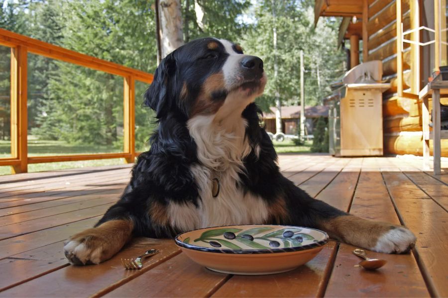 Cani e alimentazione