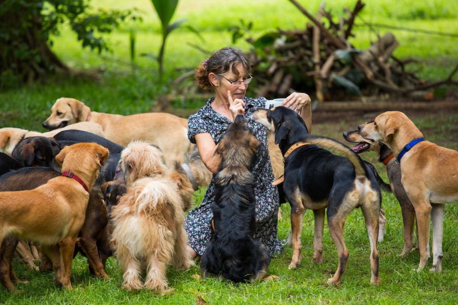 La prima casa di riposo per cani orfani