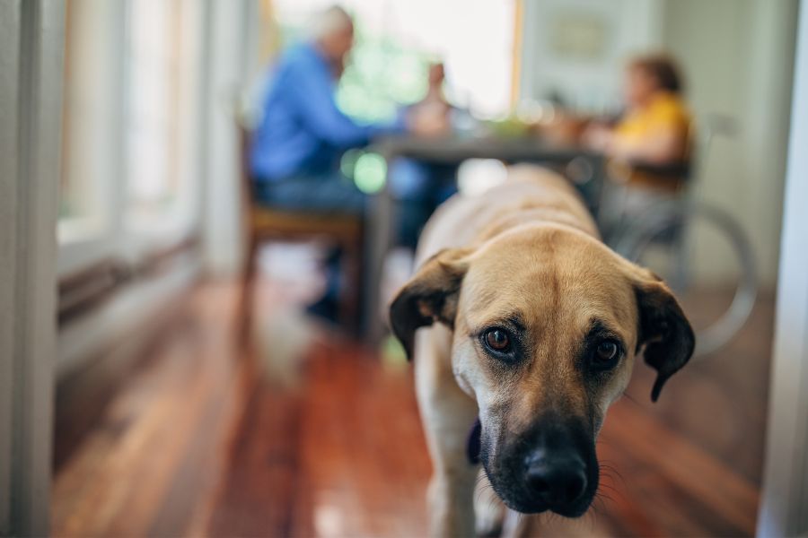 In coma da 8 mesi muove il braccio per accarezzare il cane