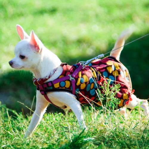 Abbigliamento per cani- Centro di Cultura Cinofila