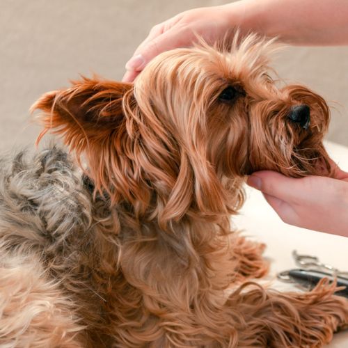Cura del cane- Centro di Cultura Cinofila