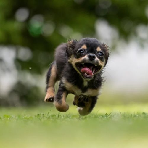 Mangimi per cani- Centro di Cultura Cinofila